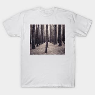 Speckled light & tall trees T-Shirt